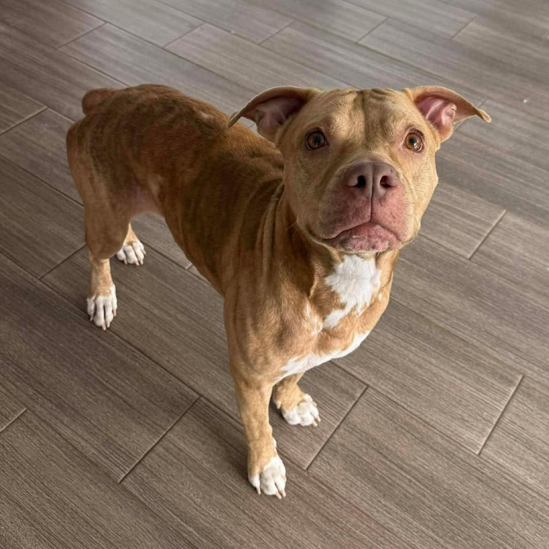 Royal, a ADOPTABLE mixed breed in Houston, TX image 2/2