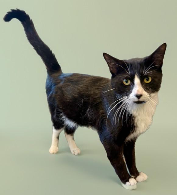 MCINTOSH, Adoptable, Young Male Domestic Short Hair.
