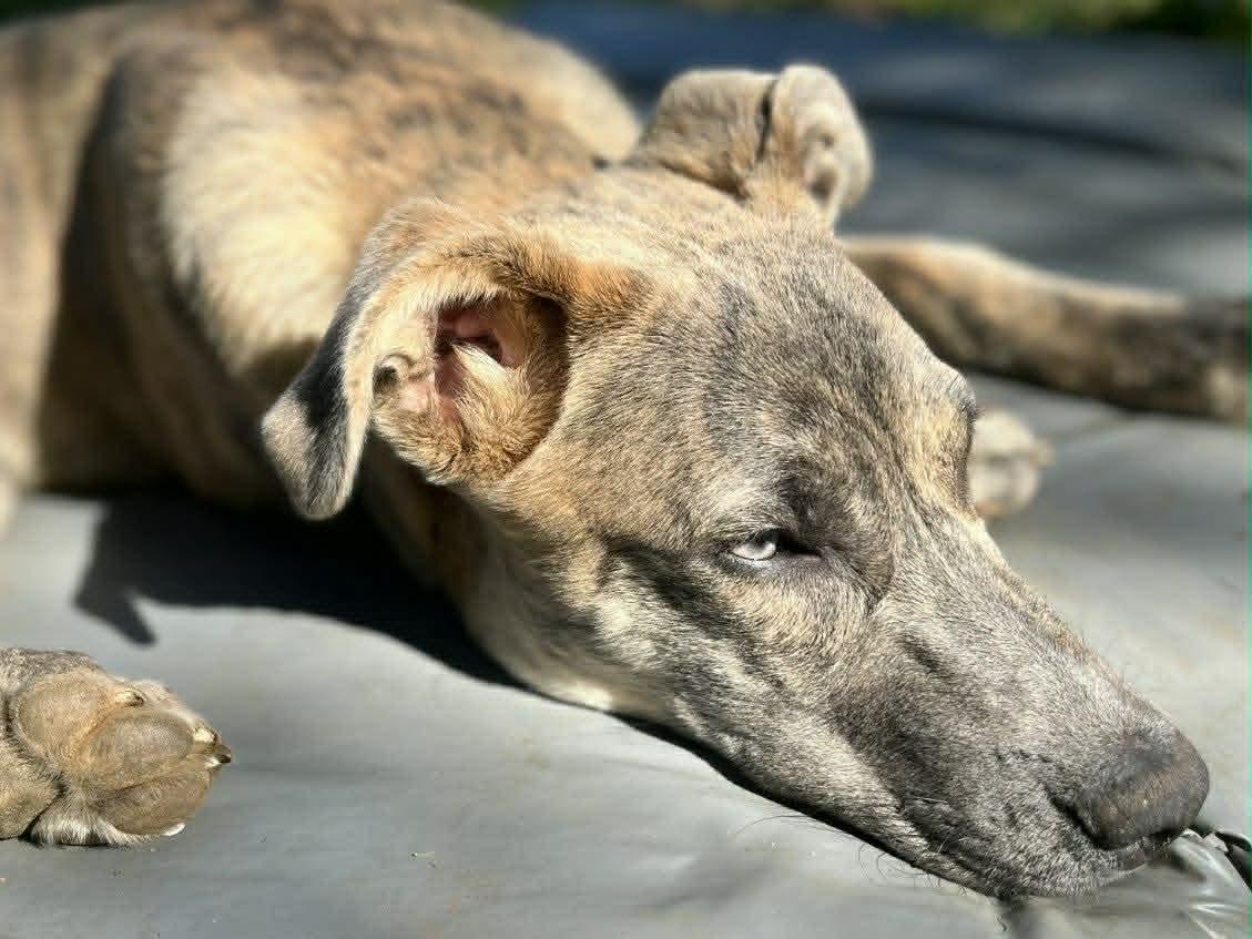 Enlarge Alphie, a Adoptable mixed breed in Grants Pass, OR image 4/4