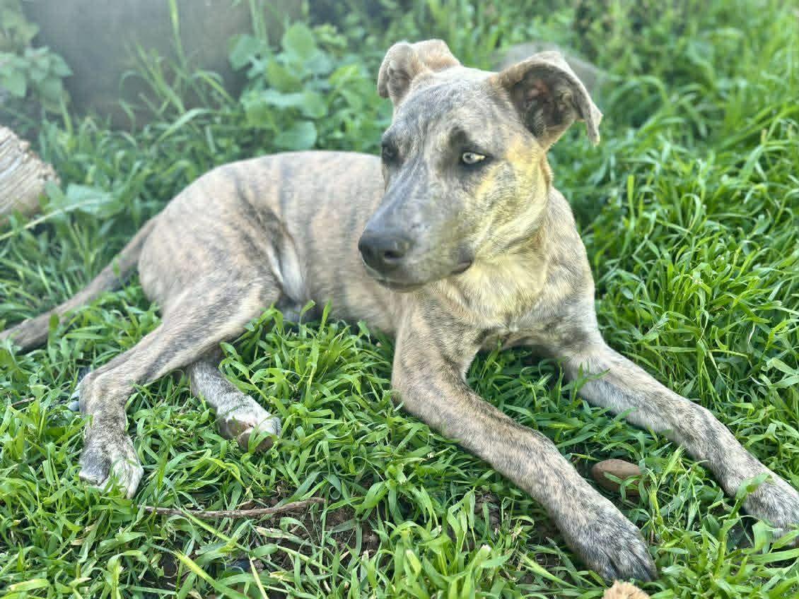 Enlarge Alphie, a Adoptable mixed breed in Grants Pass, OR image 2/4