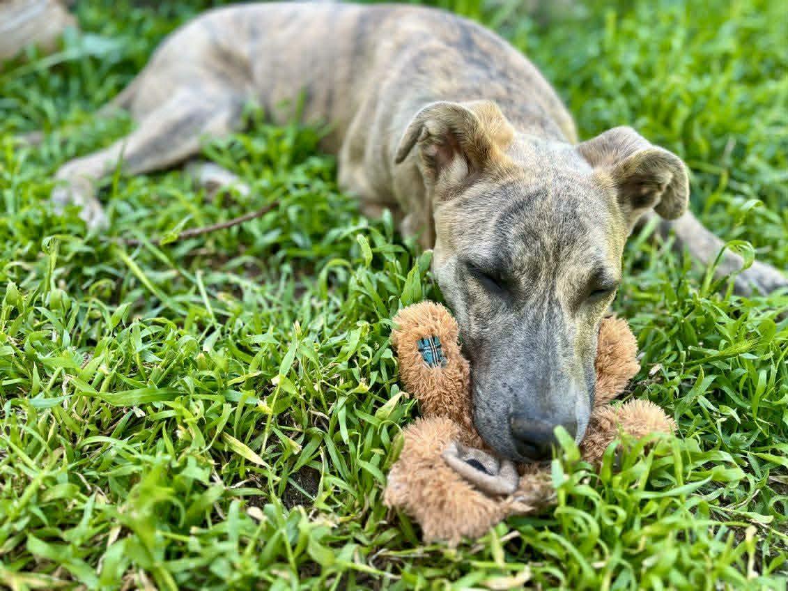 Enlarge Alphie, a Adoptable mixed breed in Grants Pass, OR image 3/4