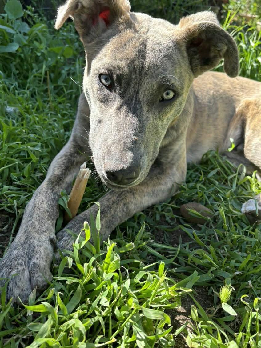 Alphie, Adoptable, Puppy Male Pit Bull Terrier.