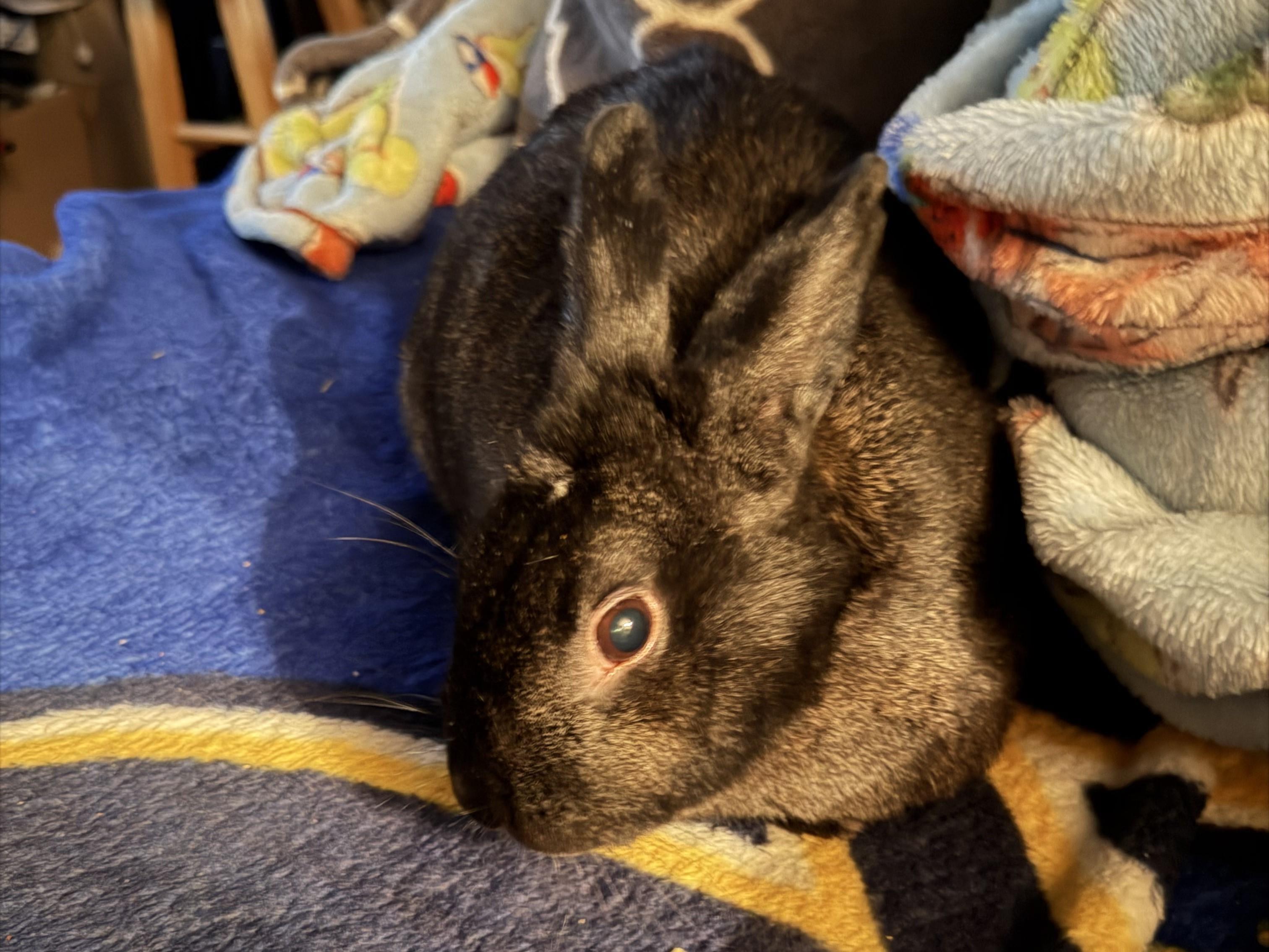 Enlarge Dimple, a Adoptable American in Lee's Summit, MO image 1/1