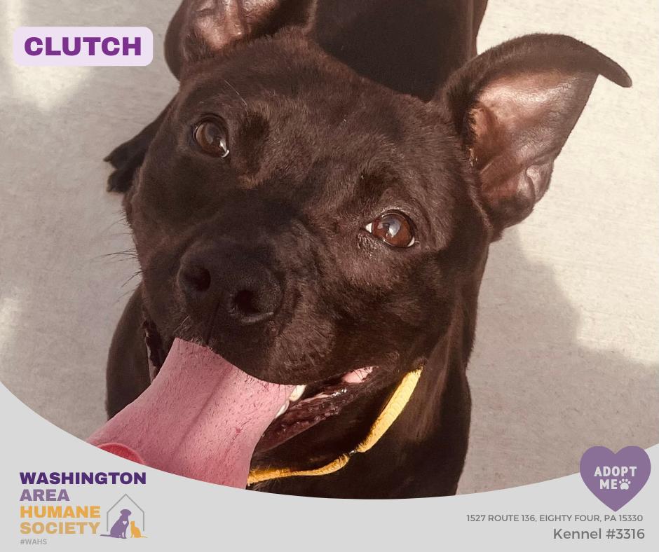 Clutch, ADOPTABLE, Adult Male Terrier & Pit Bull Terrier.