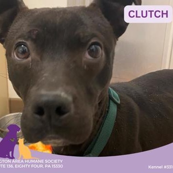 Clutch, ADOPTABLE, Adult Male Terrier & Pit Bull Terrier.