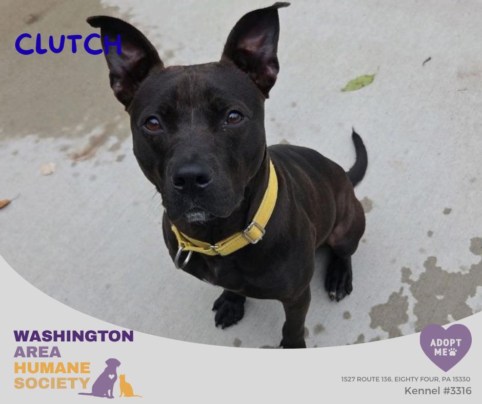Enlarge Clutch, a Adoptable mixed breed in Eighty Four, PA image 1/3