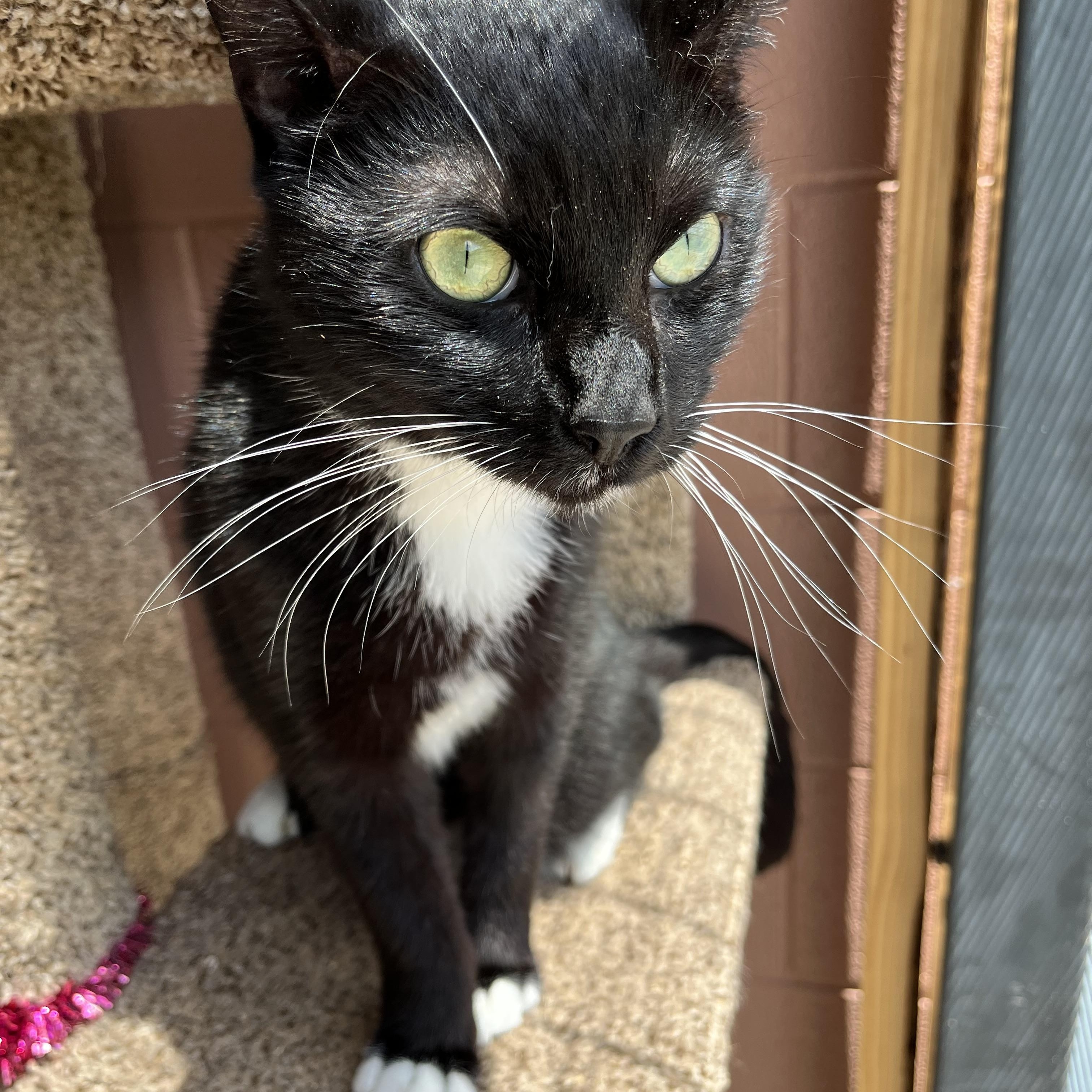 Jigsaw — thumbnail 6