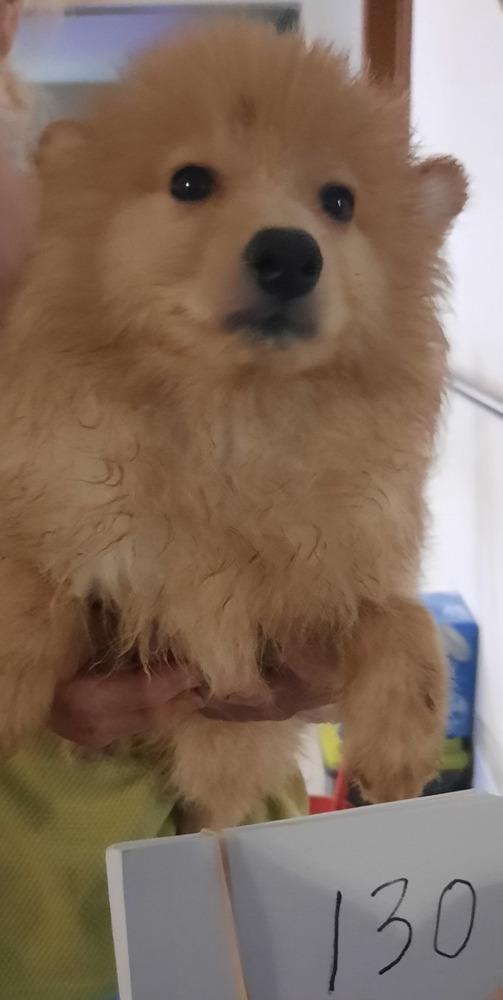 0391 Happy, Adopted, Puppy Male Pomeranian.