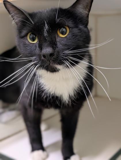 Jasper, Adoptable, Adult Male Domestic Short Hair & Domestic Short Hair.