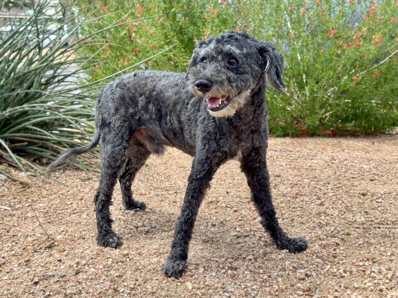Tate, Adopted, Adult Male Standard Poodle.