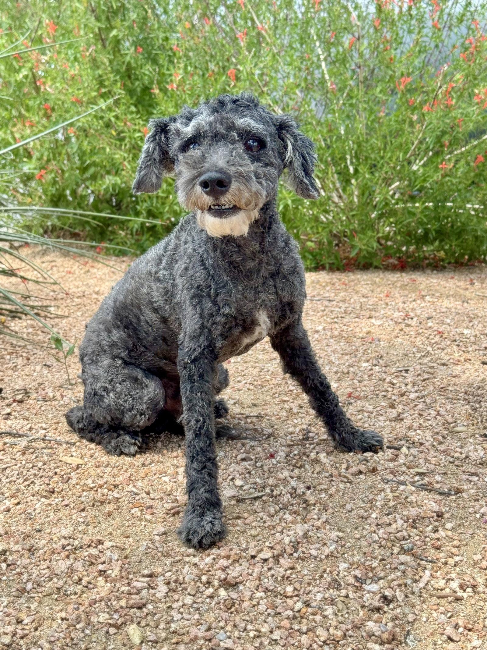 Tate, a Adopted Standard Poodle in Helotes, TX image 2/3