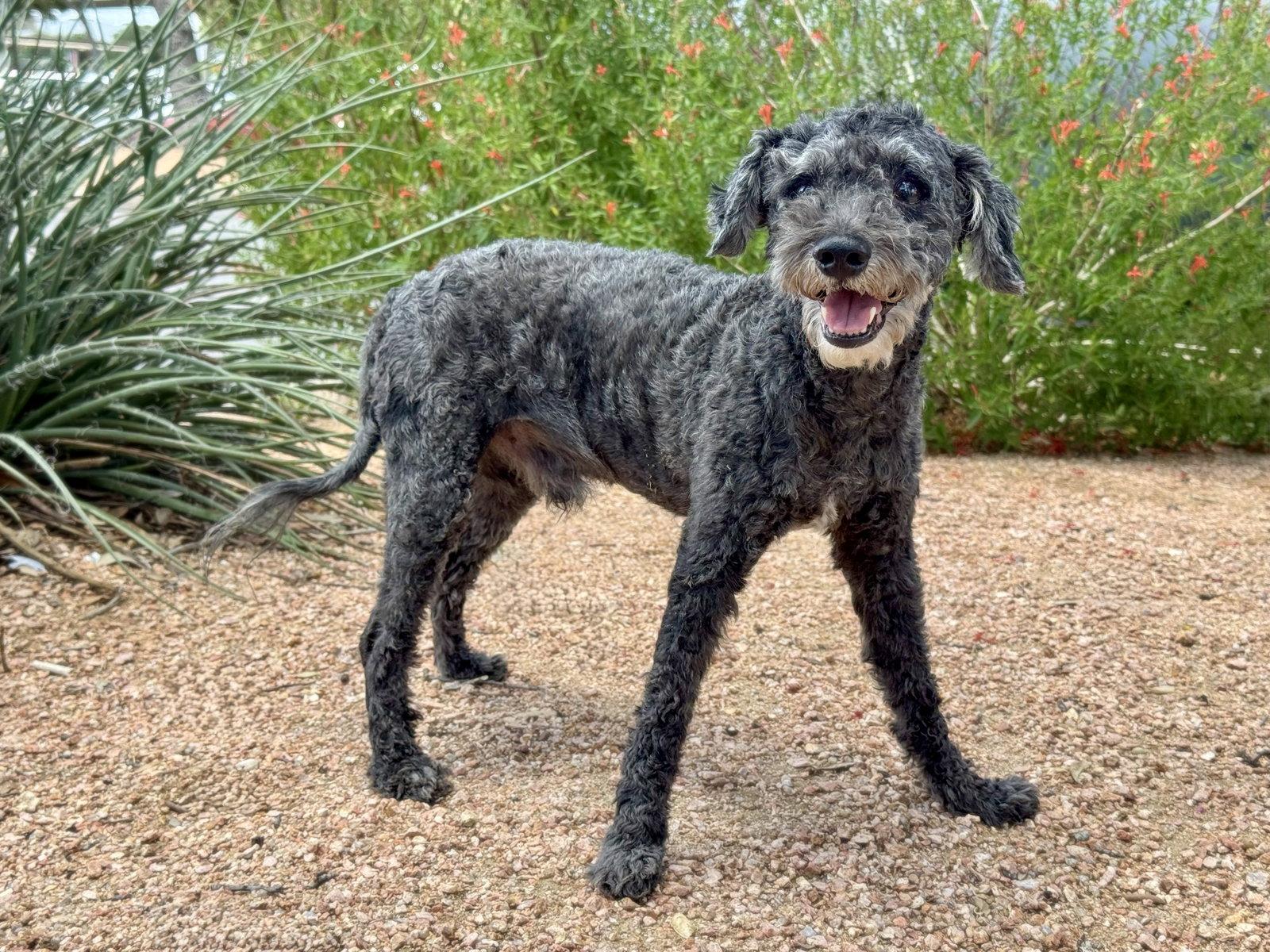 Tate, a Adopted Standard Poodle in Helotes, TX image 3/3
