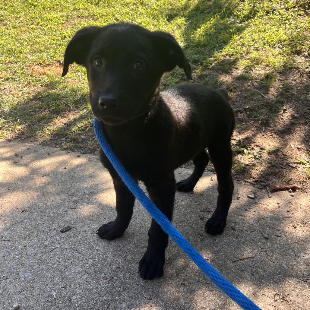 Joey, Adoptable, Puppy Male Belgian Shepherd / Malinois & Golden Retriever.
