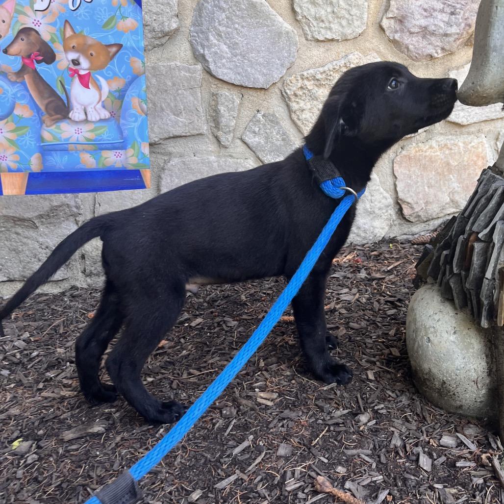 Enlarge Joey, a Adoptable mixed breed in Chester Springs, PA image 2/5