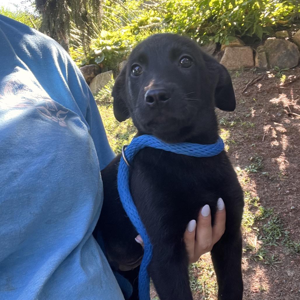 Enlarge Joey, a Adoptable mixed breed in Chester Springs, PA image 3/5