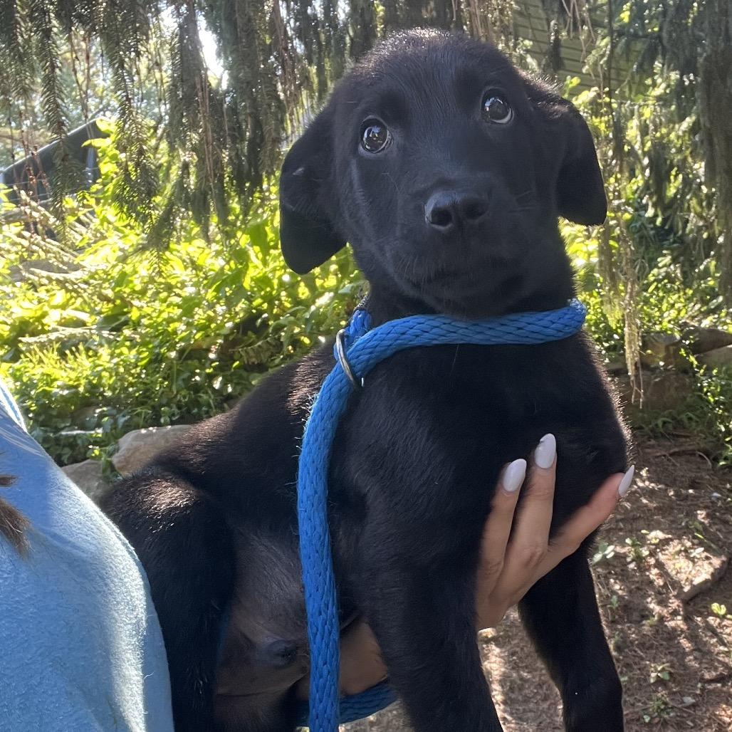 Enlarge Joey, a Adoptable mixed breed in Chester Springs, PA image 4/5