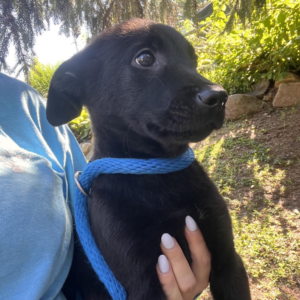 Enlarge Joey, a Adoptable mixed breed in Chester Springs, PA image 5/5