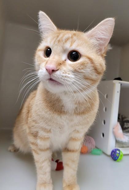 Enlarge Pumpkin, a Adoptable mixed breed in Kalispell, MT image 1/1