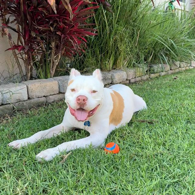 NASH, Adoptable, Adult Male Pit Bull Terrier & Mixed Breed.