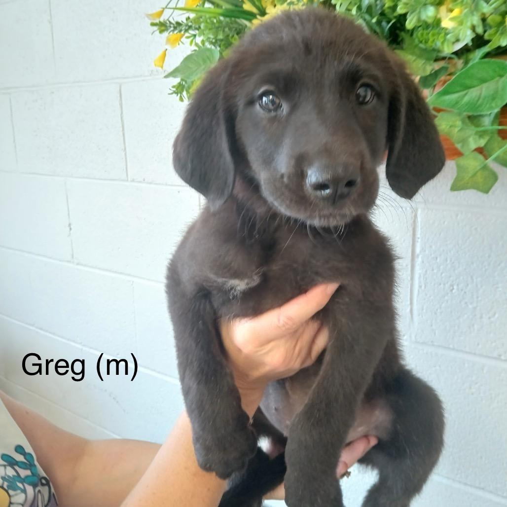 Greg