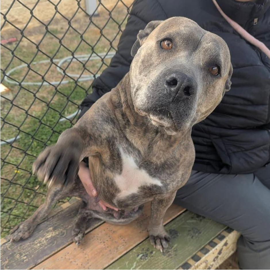 Enlarge MOLLIE  Available NOW - ADOPTION or RESCUE!, a Adoptable Mixed Breed in Nashville, NC image 1/3