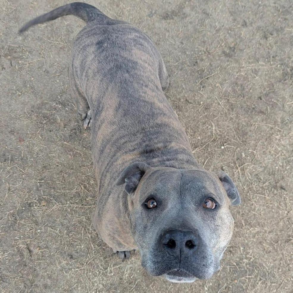 Enlarge MOLLIE  Available NOW - ADOPTION or RESCUE!, a Adoptable Mixed Breed in Nashville, NC image 3/3