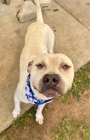 Enlarge BUBBA, a Adoptable mixed breed in Tulsa, OK image 1/1