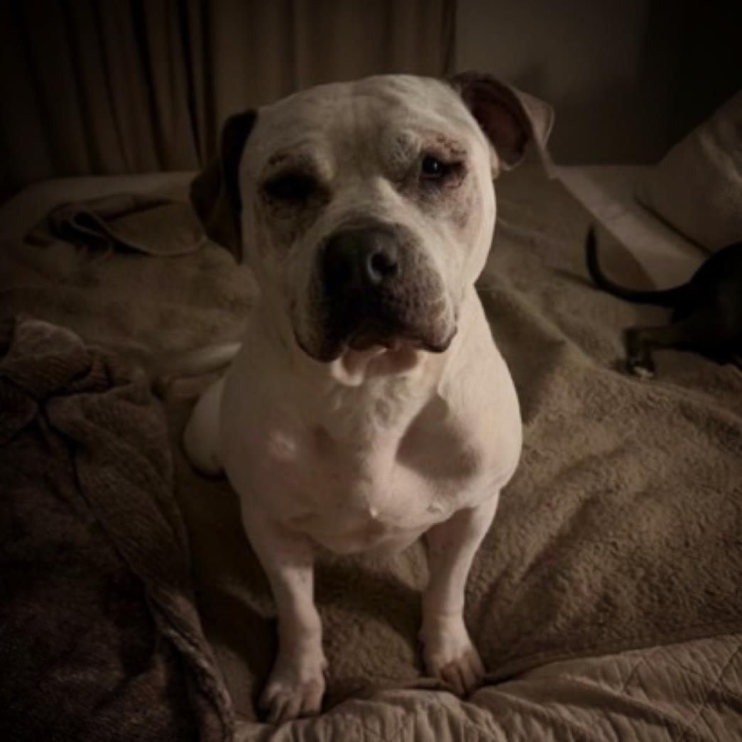 BUBBA, Adoptable, Adult Male Pit Bull Terrier & Mixed Breed.