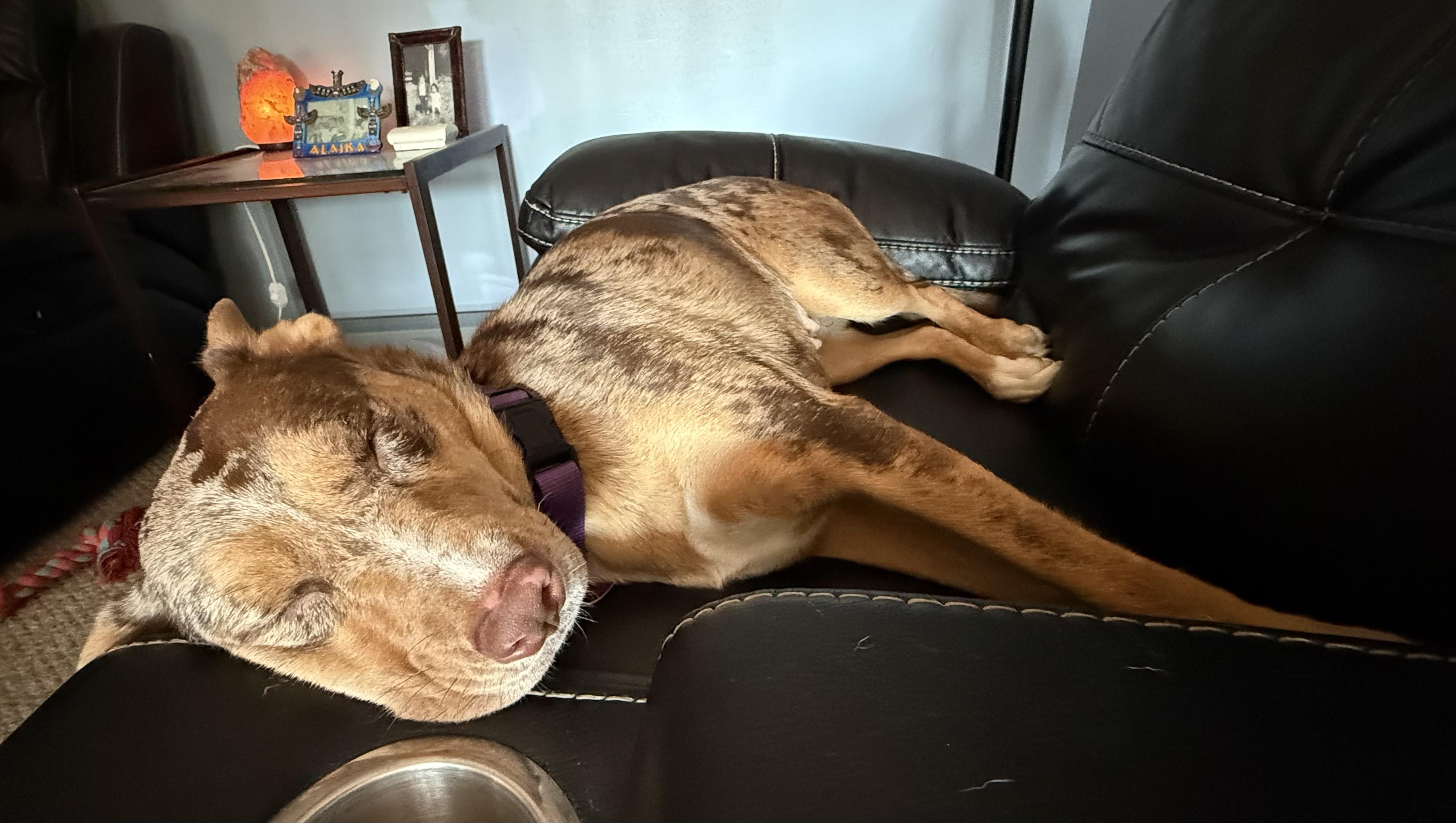 Jolene, a Adoptable mixed breed in Byron, IL image 1/6