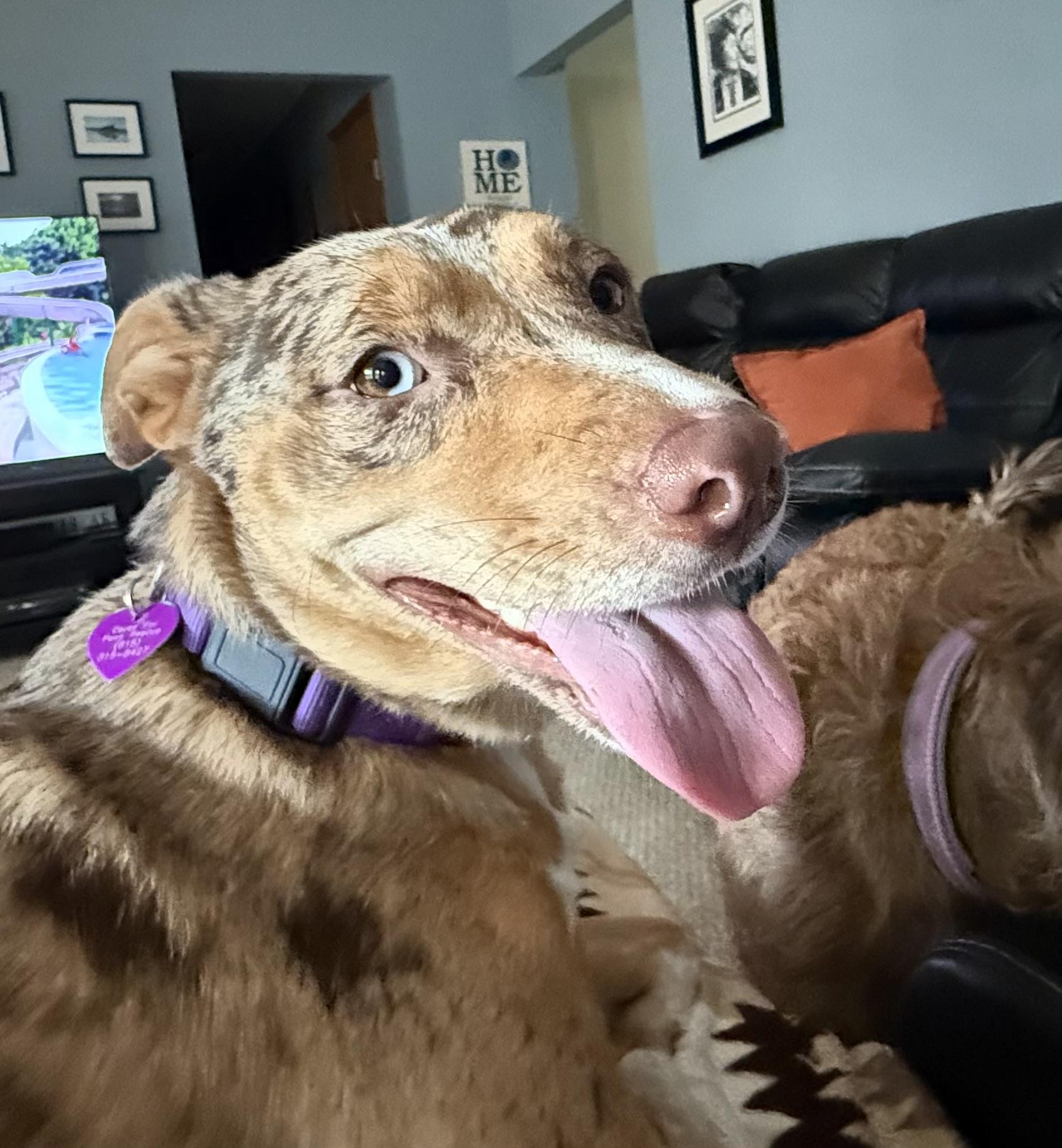 Jolene, a Adoptable mixed breed in Byron, IL image 2/6