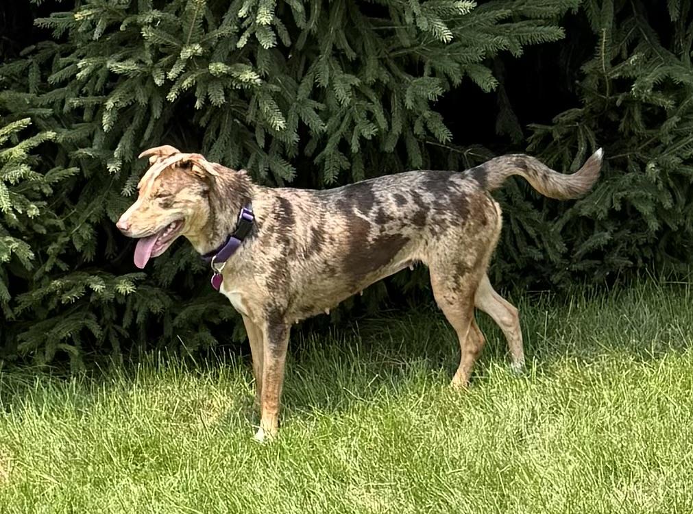 Jolene, a Adoptable mixed breed in Byron, IL image 3/6