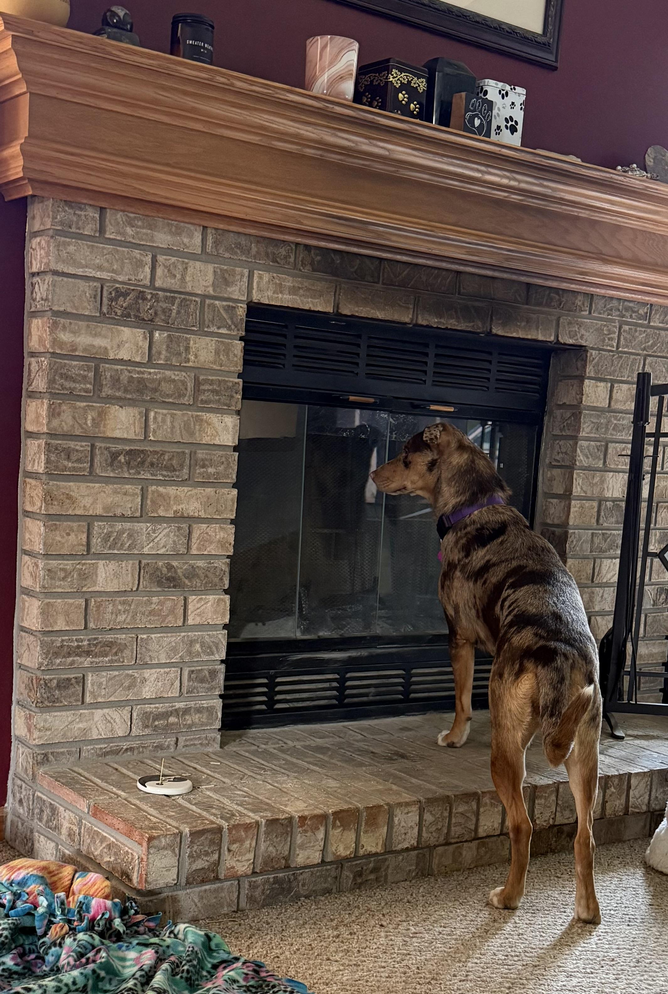 Jolene, a Adoptable mixed breed in Byron, IL image 4/6