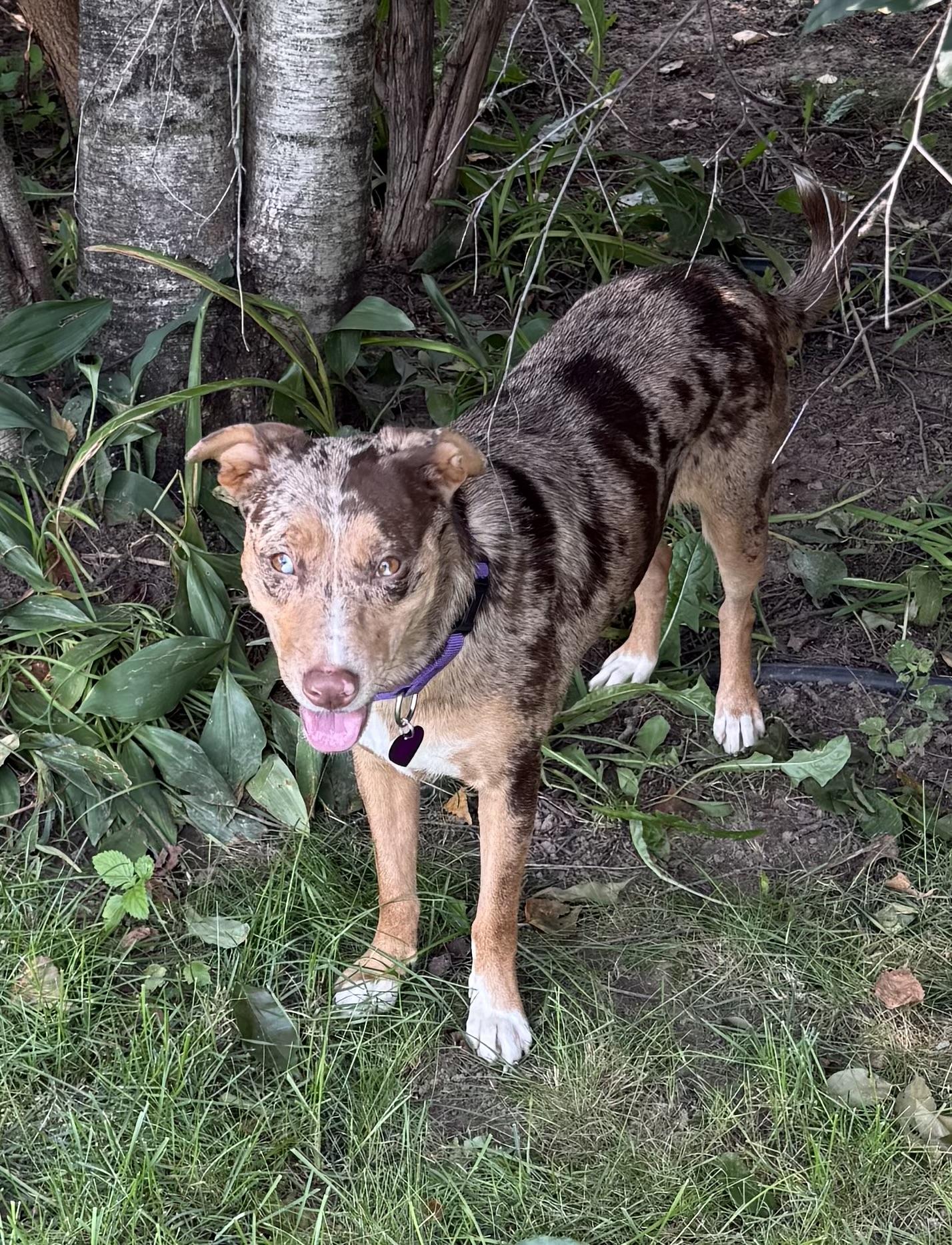 Jolene, a Adoptable mixed breed in Byron, IL image 5/6