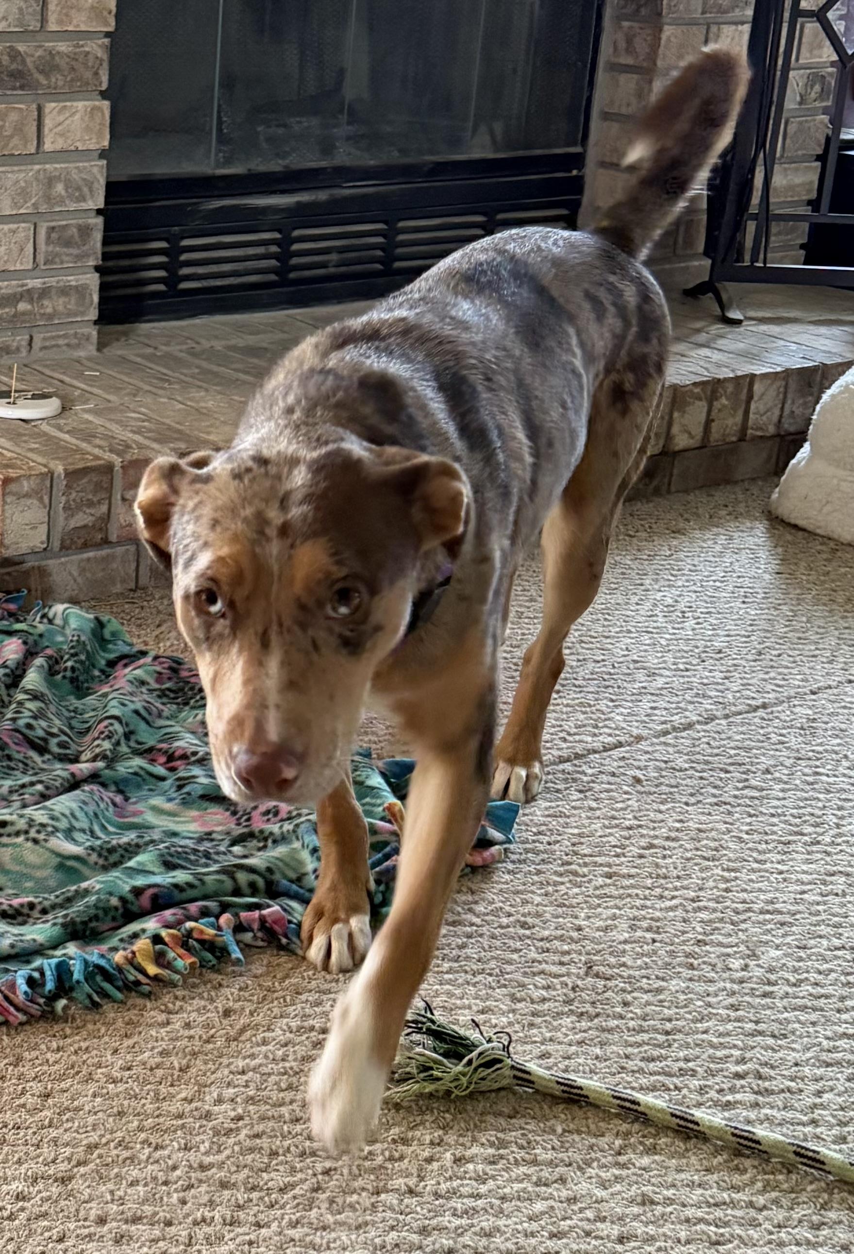 Jolene, a Adoptable mixed breed in Byron, IL image 6/6