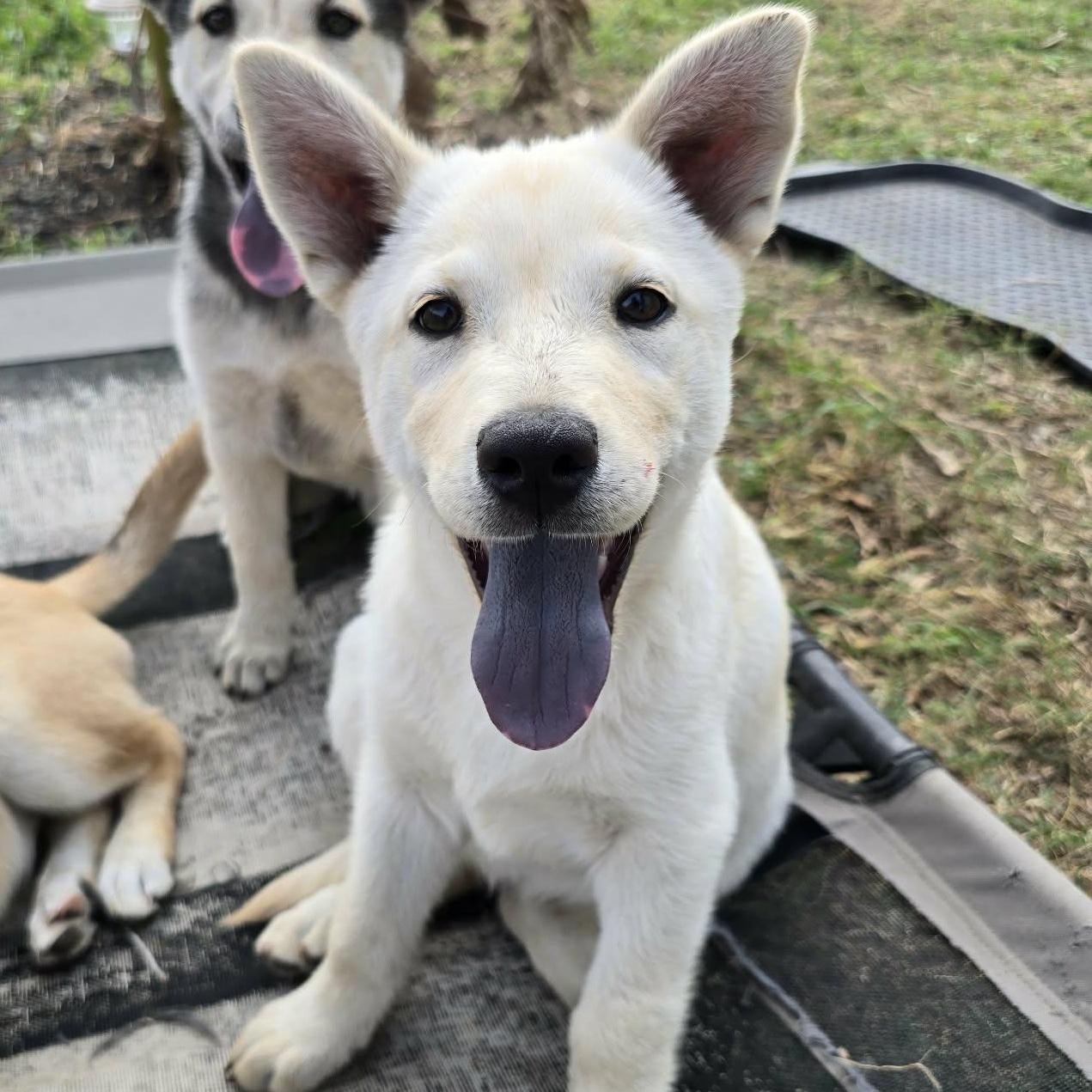 Melody — thumbnail 4