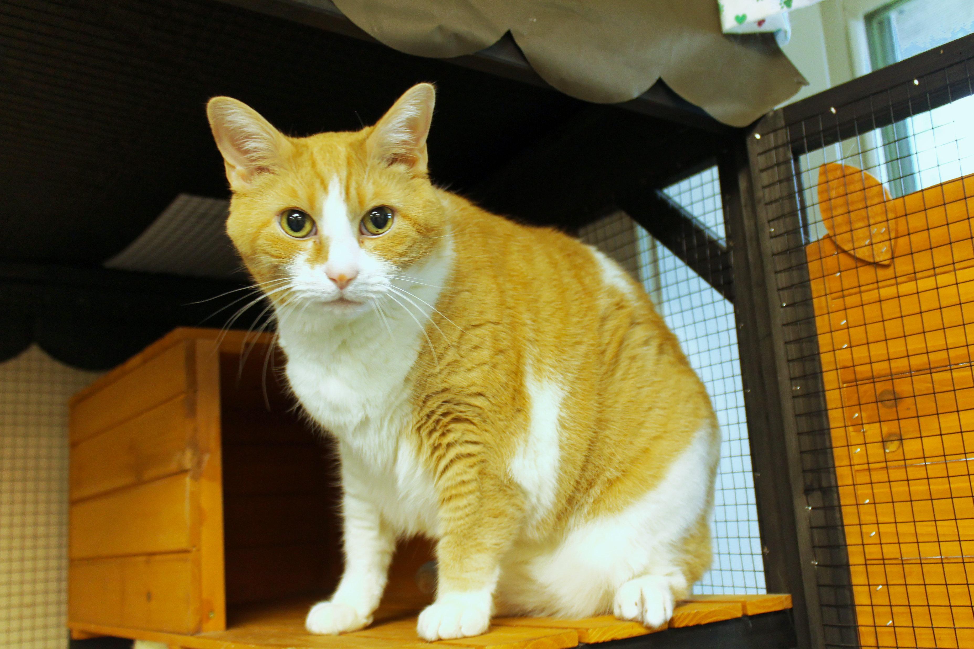 Little Dude, a ADOPTABLE Domestic Short Hair in Urbana, OH image 3/4