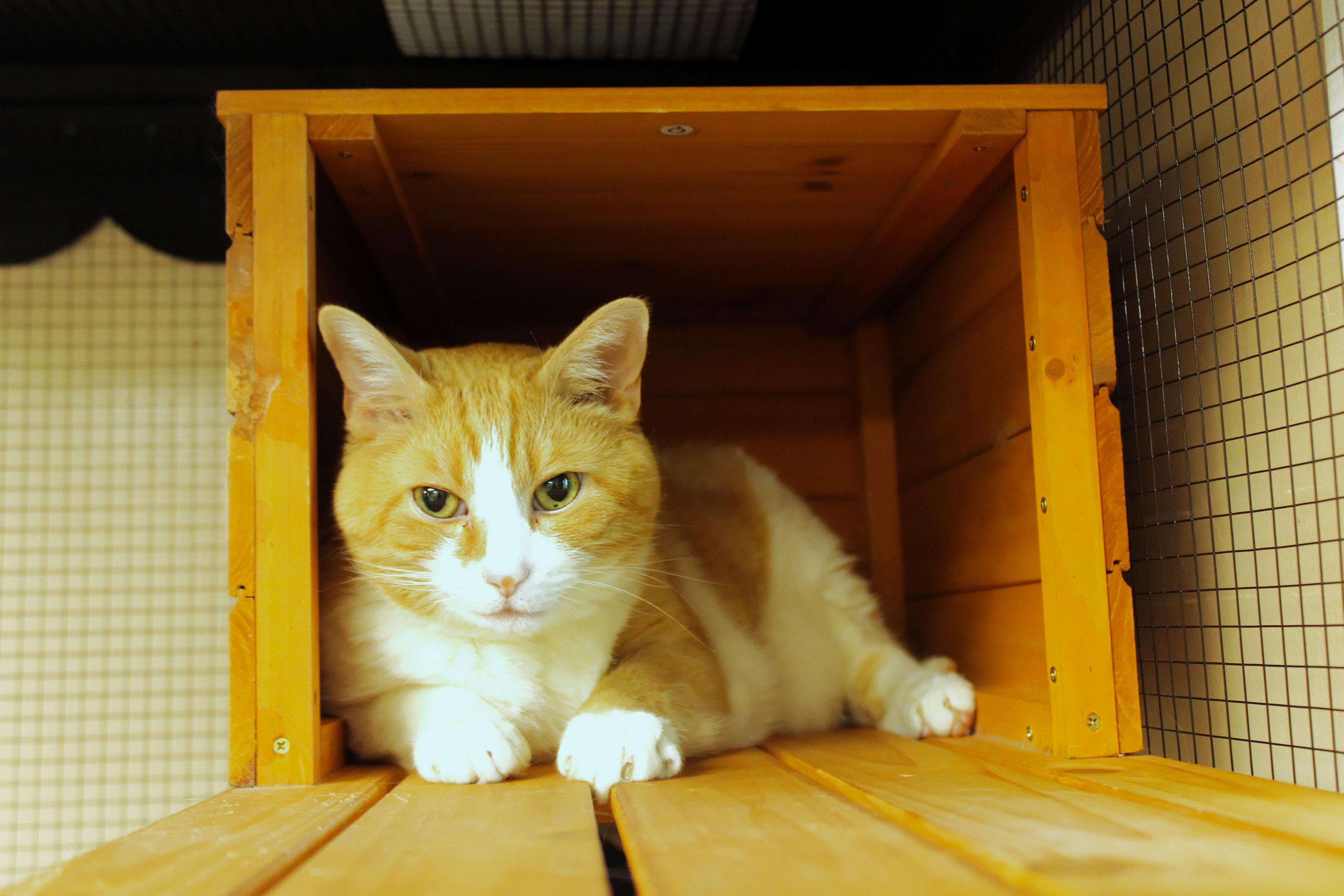 Little Dude, a ADOPTABLE Domestic Short Hair in Urbana, OH image 2/4