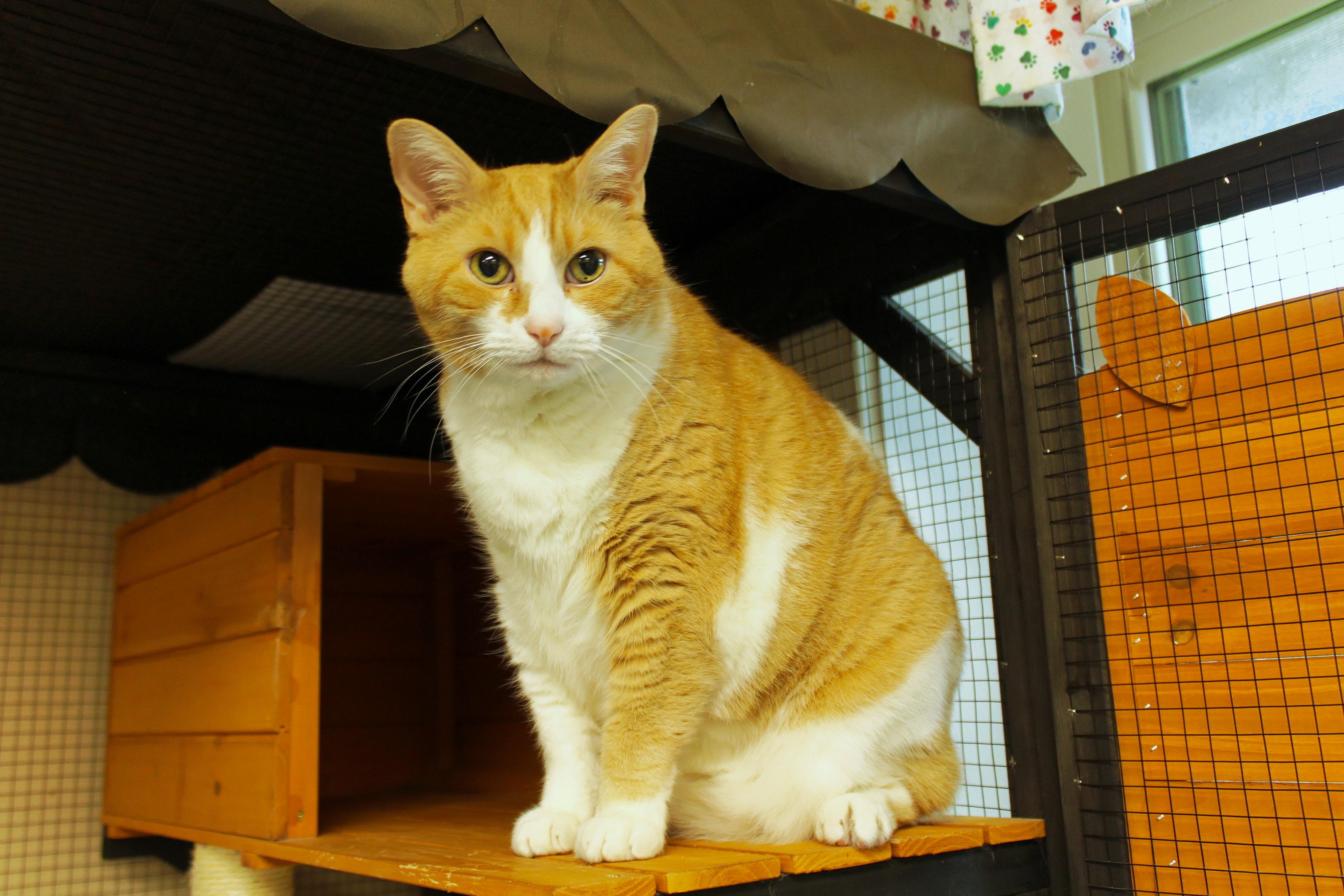 Little Dude, a ADOPTABLE Domestic Short Hair in Urbana, OH image 1/4