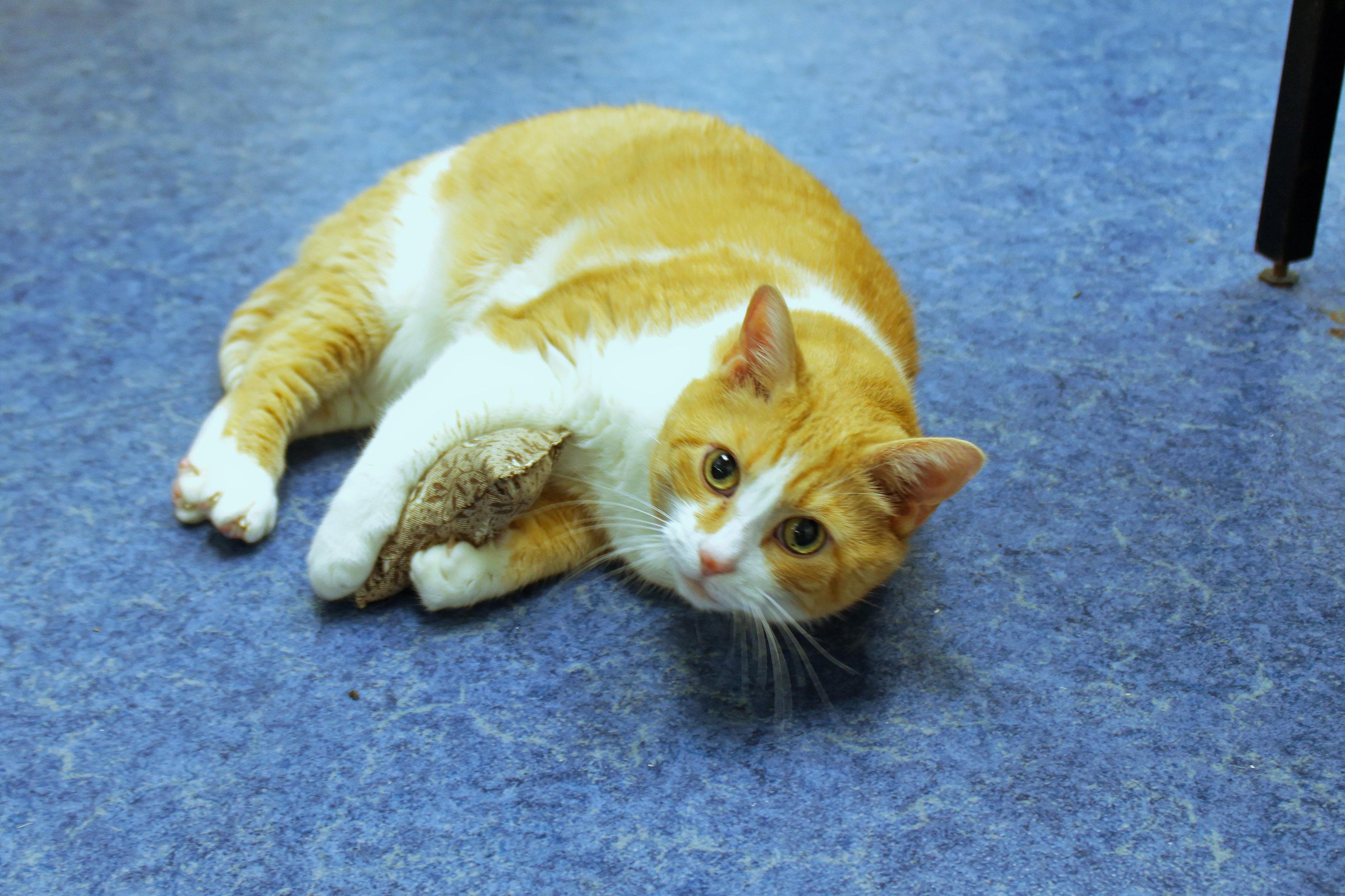 Little Dude, a ADOPTABLE Domestic Short Hair in Urbana, OH image 4/4