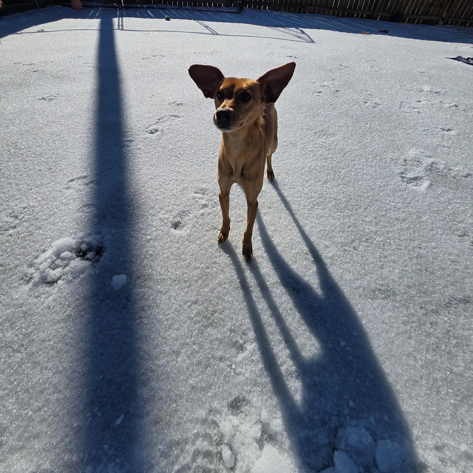 Enlarge Mimmi, a ADOPTABLE mixed breed in Anderson, SC image 1/6