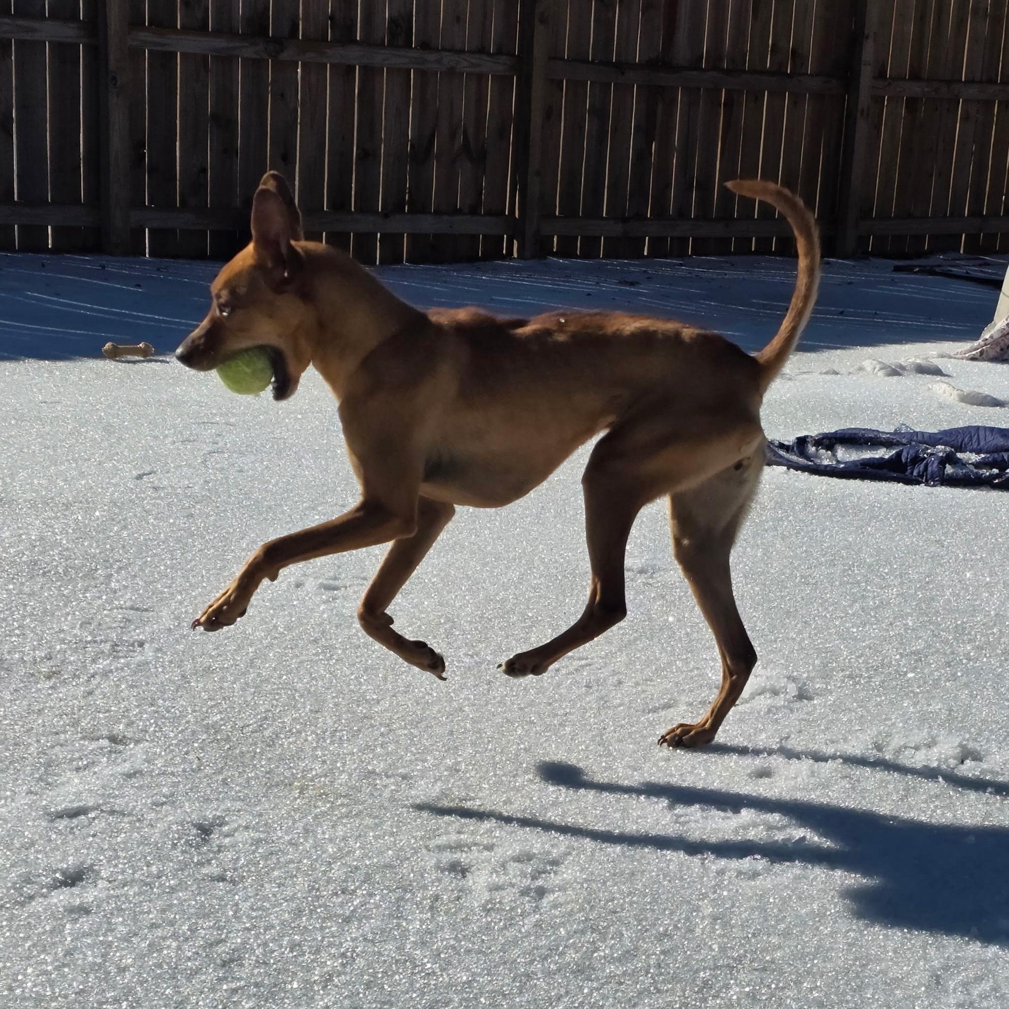 Enlarge Mimmi, a ADOPTABLE mixed breed in Anderson, SC image 2/6