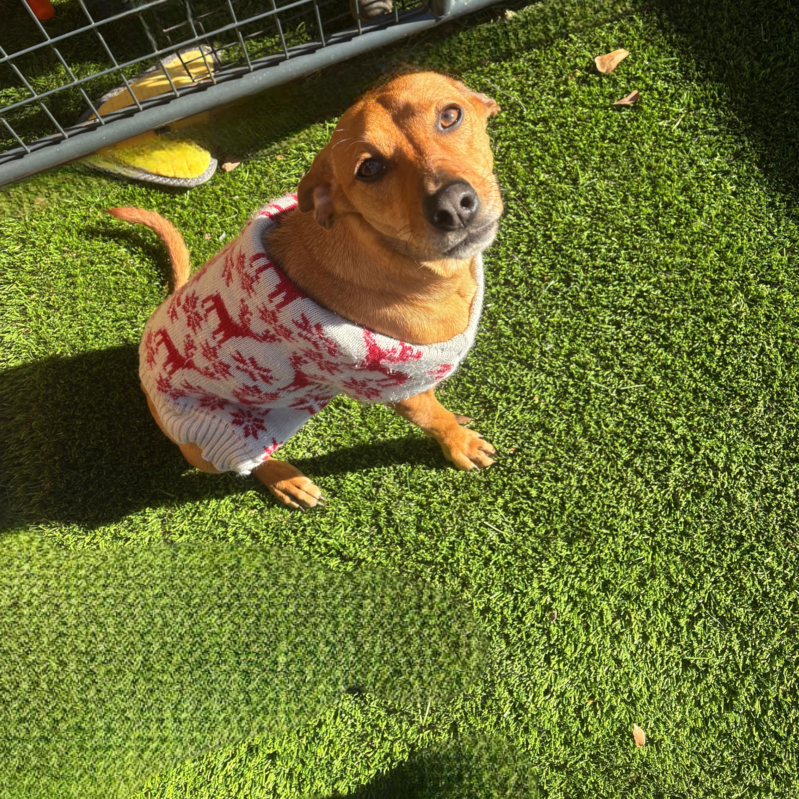 Mimmi, adoptable, Young Female Whippet.