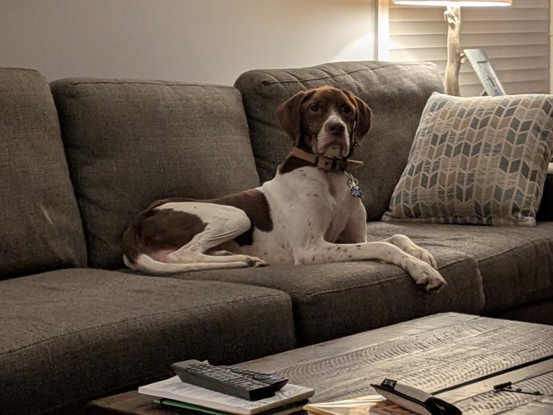 Goose, a Adoptable German Shorthaired Pointer in Alexandria, VA image 1/6