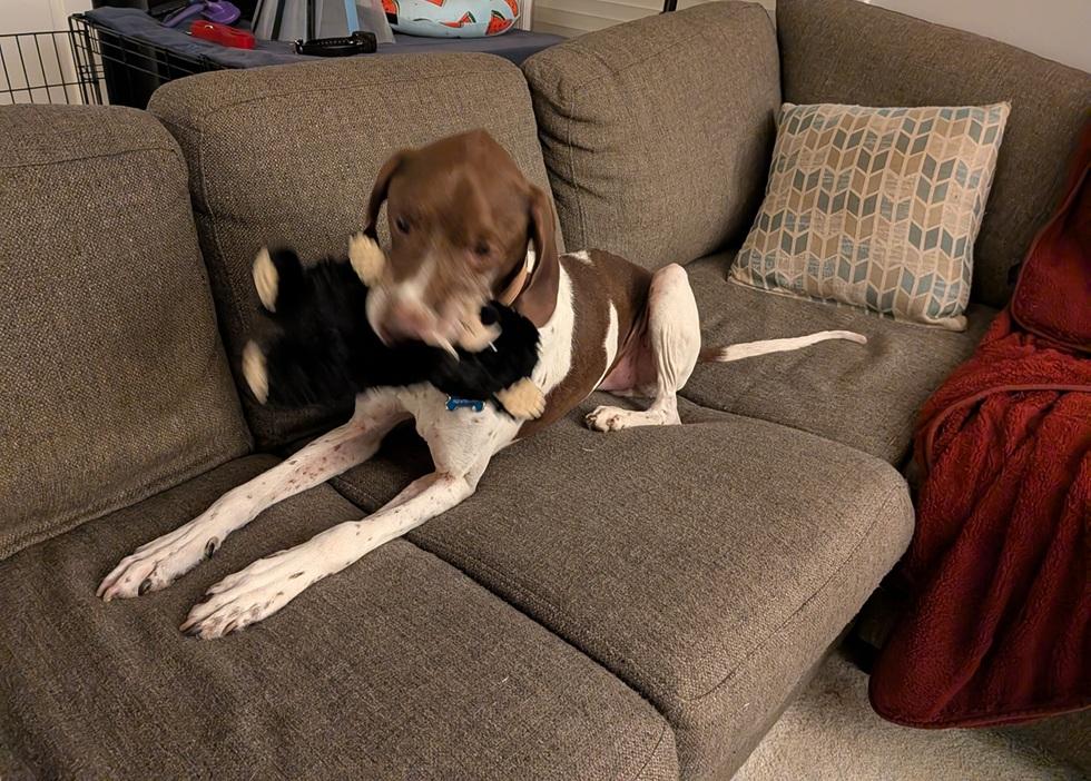 Goose, a Adoptable German Shorthaired Pointer in Alexandria, VA image 2/6