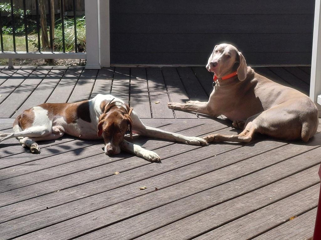 Goose, a Adoptable German Shorthaired Pointer in Alexandria, VA image 3/6
