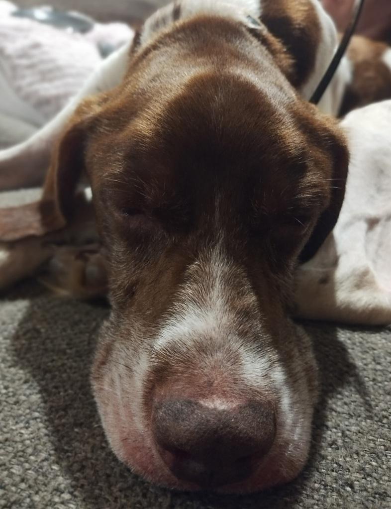 Goose, a Adoptable German Shorthaired Pointer in Alexandria, VA image 4/6