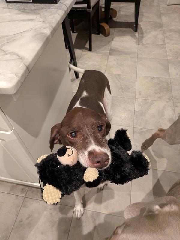 Goose, a Adoptable German Shorthaired Pointer in Alexandria, VA image 5/6