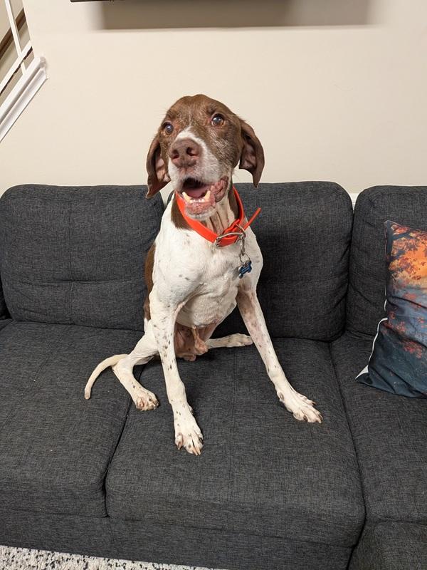 Goose, a Adoptable German Shorthaired Pointer in Alexandria, VA image 6/6