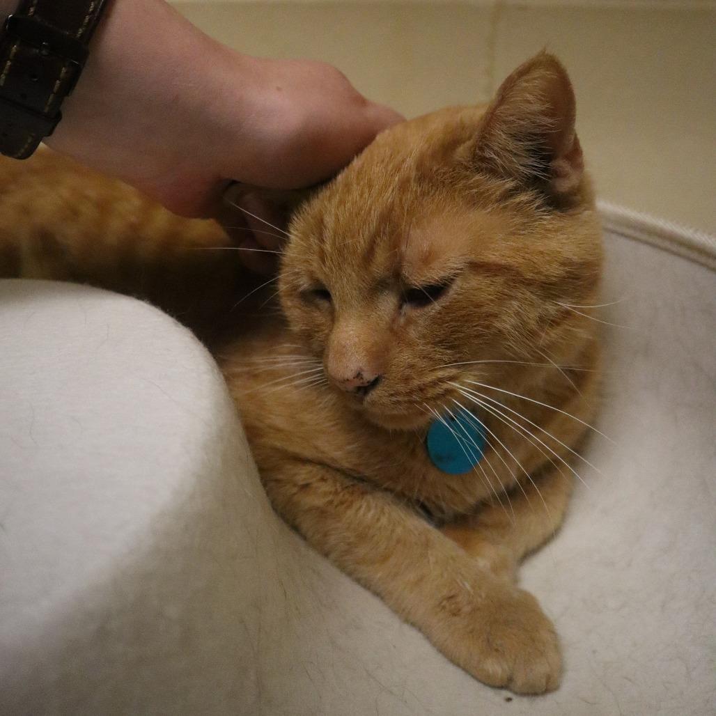 Joe, Adoptable, Senior Male Domestic Short Hair.