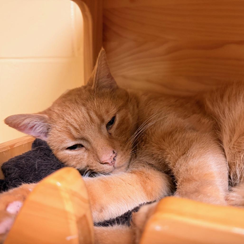 Joe, a Adoptable Domestic Short Hair in Waukesha, WI image 2/3